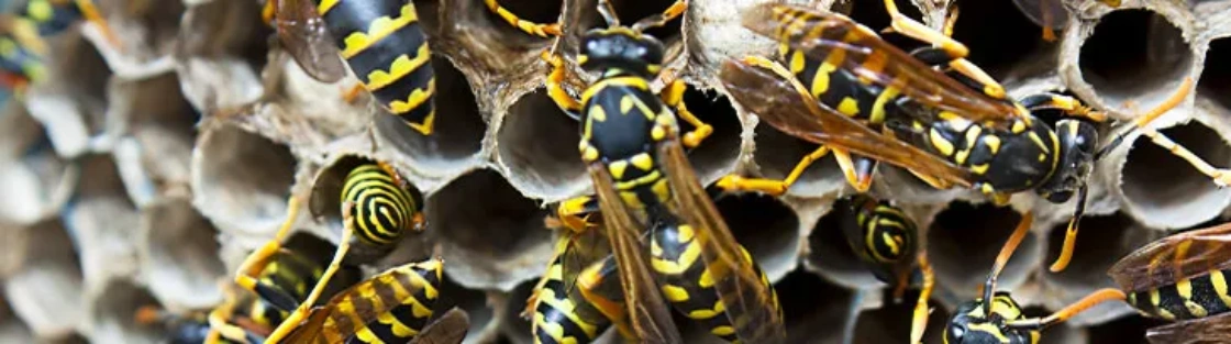 Keep Pests out of gutters