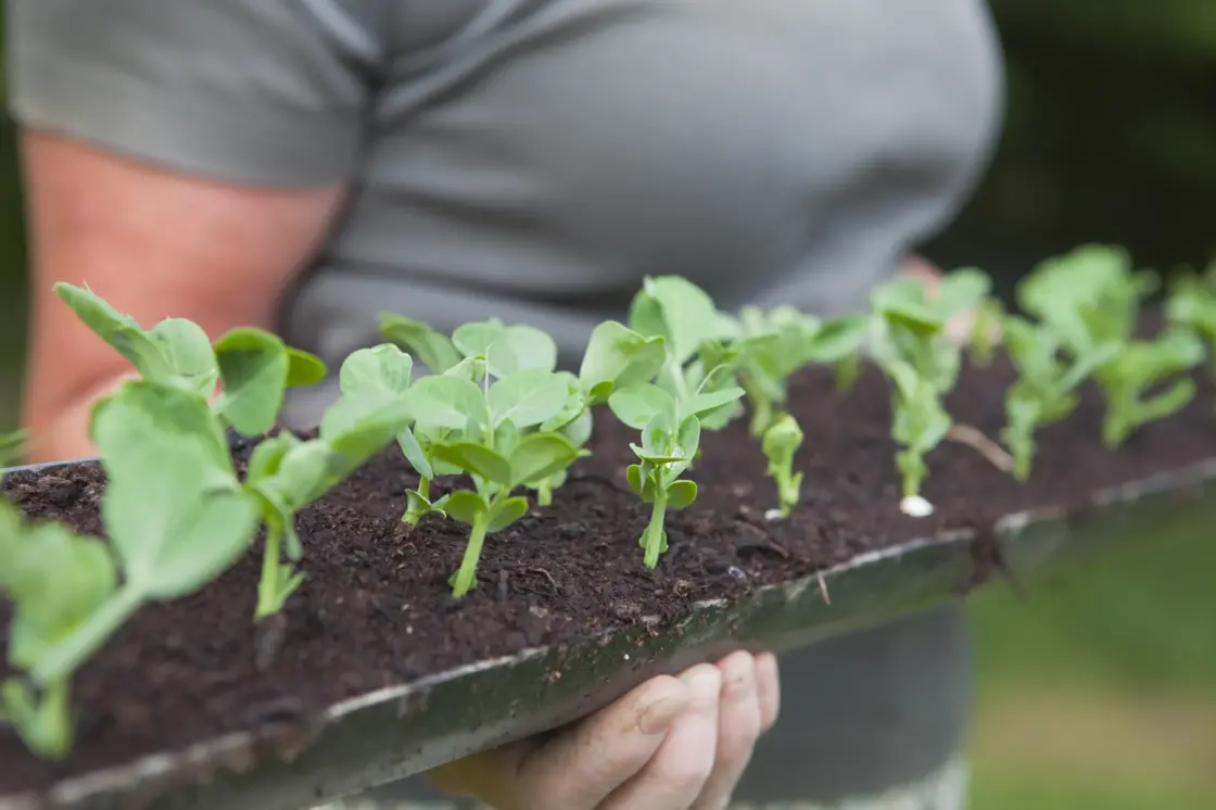 Growing a gutter garden