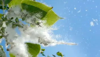 worst trees for your yard