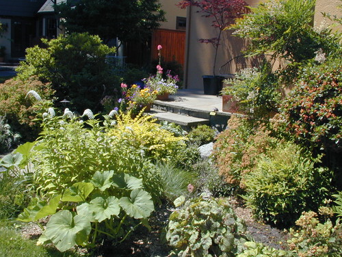 Rain Garden