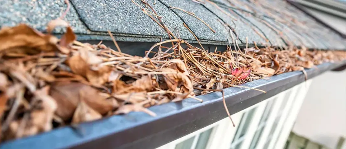 Removing Pine Needles From Your Gutters