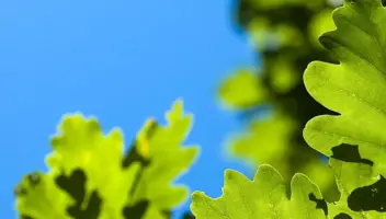 fastest growing shade trees