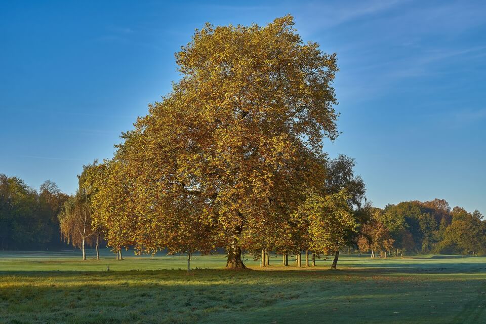 American Sycamore Tree