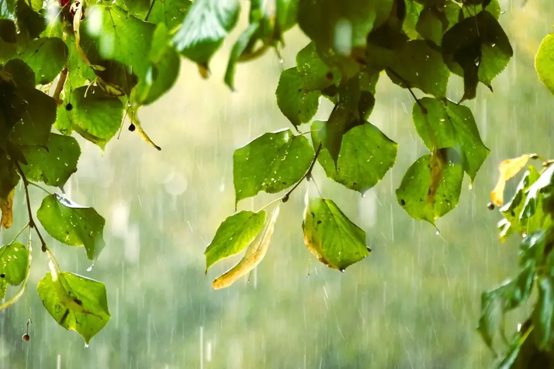 Closeup of heavy rain falling on a tree's leaves