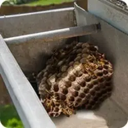 Insects & Pest Infestation