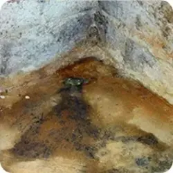 Mold & Mildew Growth