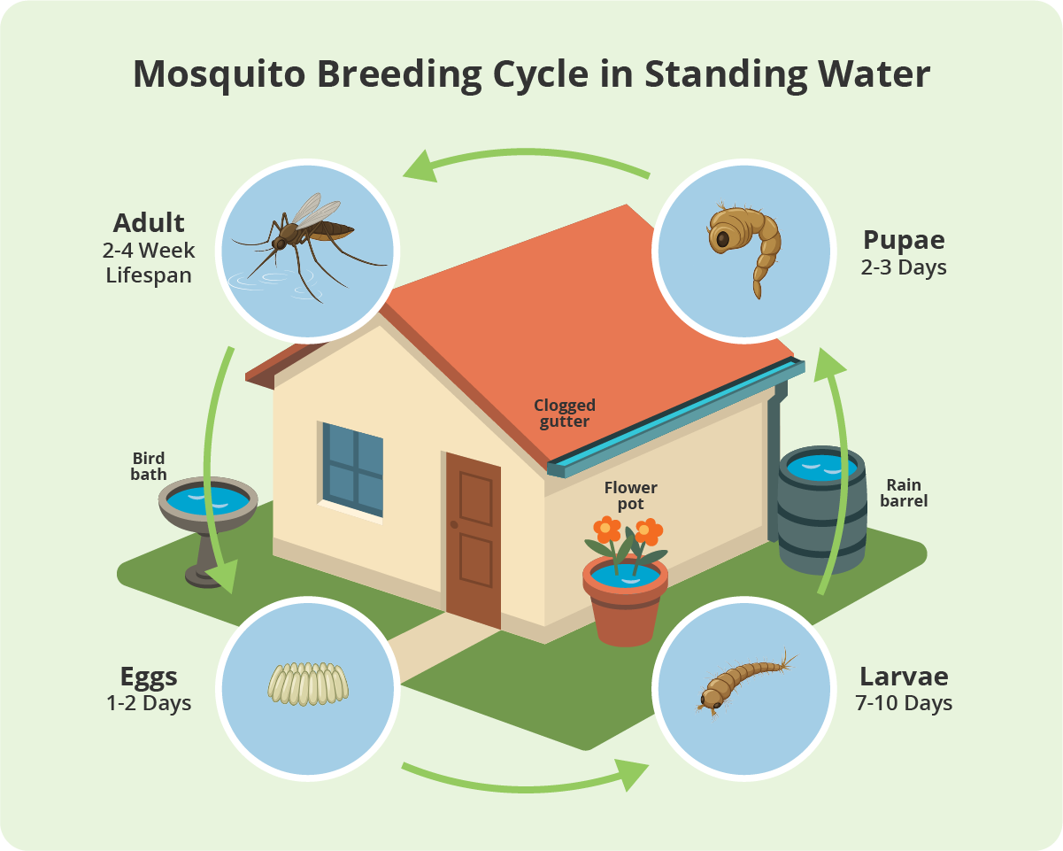 A chart depicting the cycle of mosquito breeding in standing water at a home.