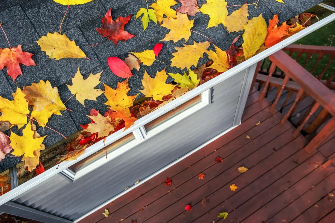Leaves on a roof