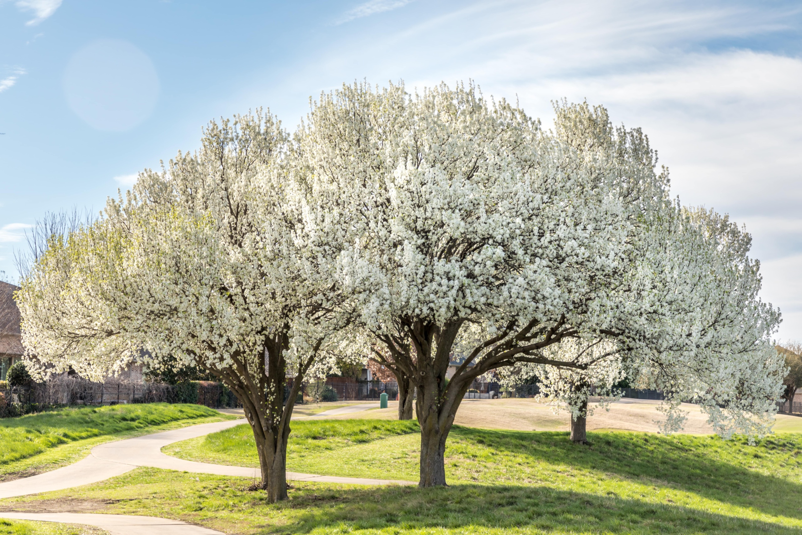 Blooming Bradford pear trees