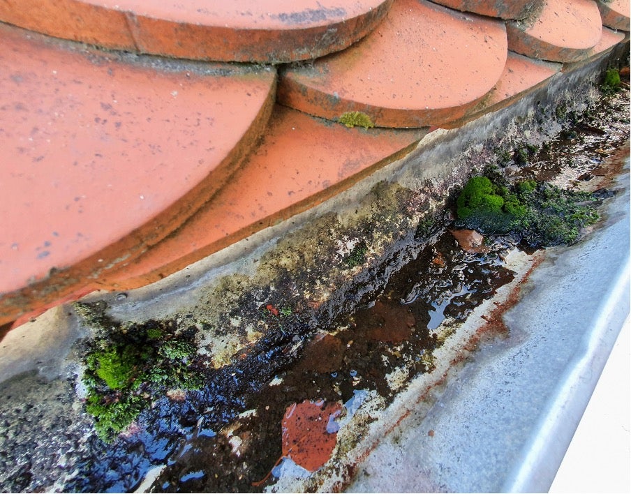 Close up tiled roof and gutter with moisture and mold buildup and leaves clogged gutters damage