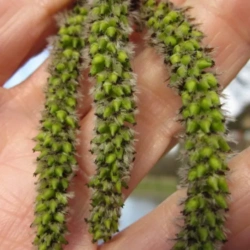 Catkins