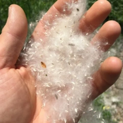 Cottonwood Fluff