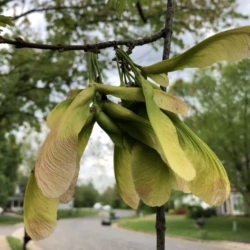 Helicopter Seeds