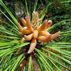 Male Pinecones