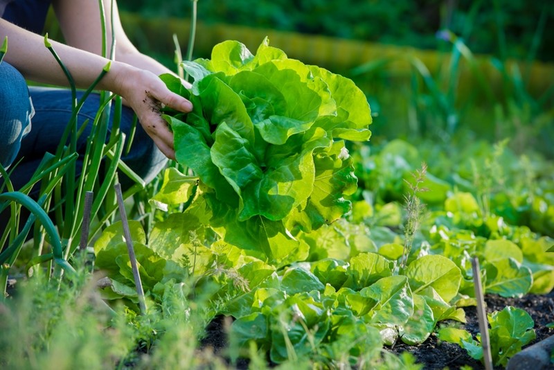 growing a vegetable garden