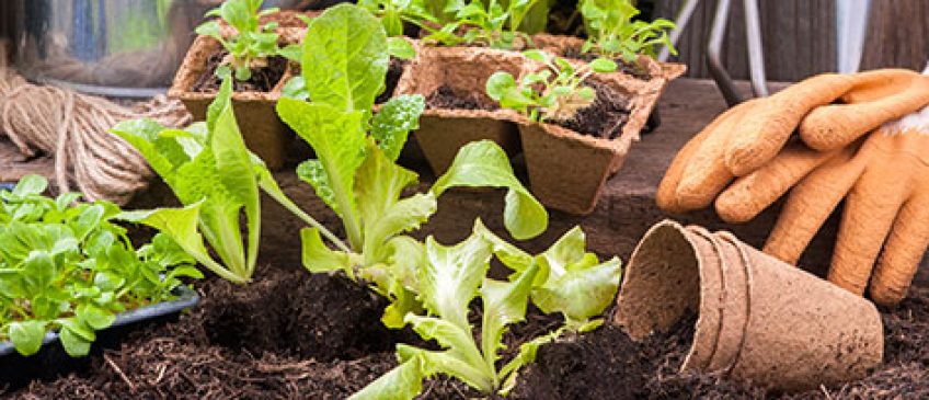 Tips for Maintaining a healthy garden