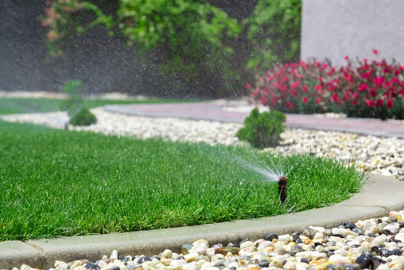 You should only water your lawn early in the morning during summer.