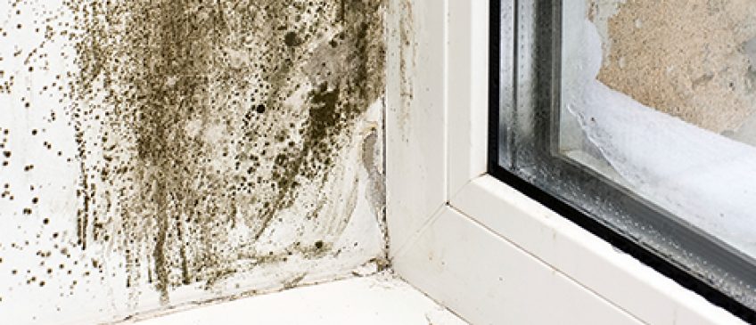 Protect your home against mold