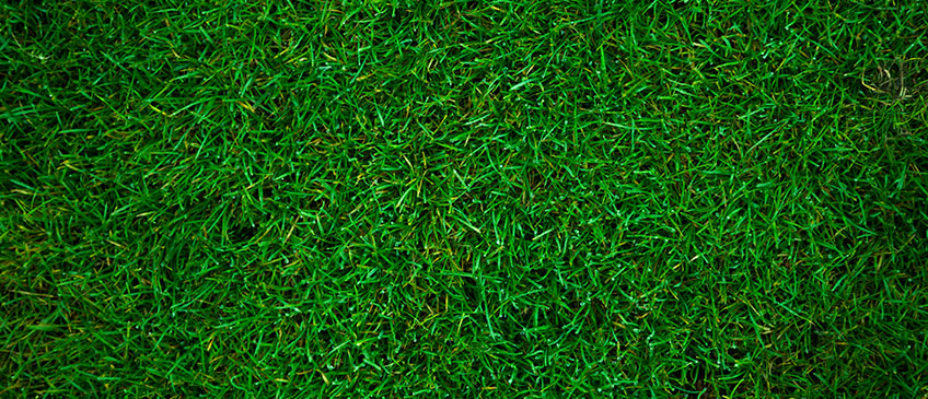 Natural and artificial grass