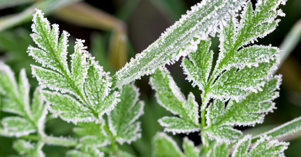 Prevent your Greenhouse from Freezing