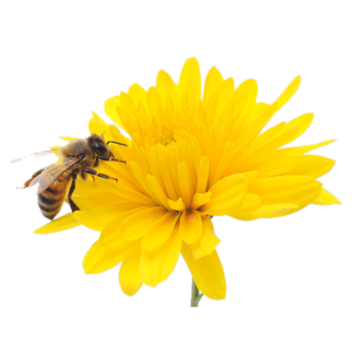 Honey bee landing on a yellow flower