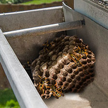 Bees nest inside of a gutter