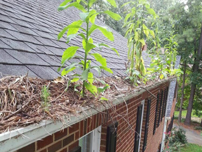 Large plants, pine needles and leaves overflowing in a gutter