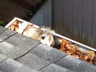 A possum laying in an open section of gutters full of leaves